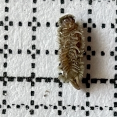 Dermestidae sp. (family) at Fyshwick, ACT - 25 Mar 2023 01:57 PM