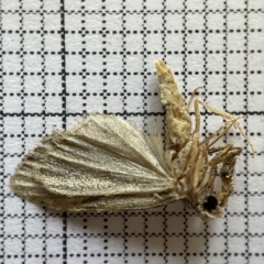 Lepidoptera unclassified ADULT moth (Unidentified - Moth) at Jerrabomberra Wetlands - 24 Mar 2023 by Hejor1