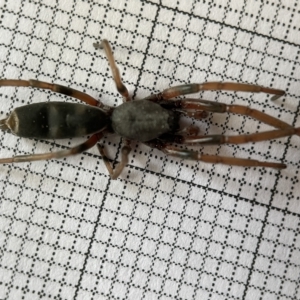 Lampona sp. (genus) at Fyshwick, ACT - 25 Mar 2023