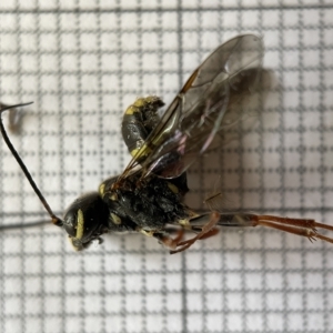 Taeniogonalos sp. (genus) at Fyshwick, ACT - 25 Mar 2023