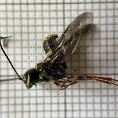 Taeniogonalos sp. (genus) (A hyperparasitic wasp) at Jerrabomberra Wetlands - 25 Mar 2023 by Hejor1