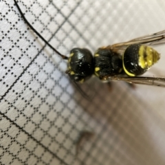 Taeniogonalos sp. (genus) at Fyshwick, ACT - 25 Mar 2023 02:03 PM