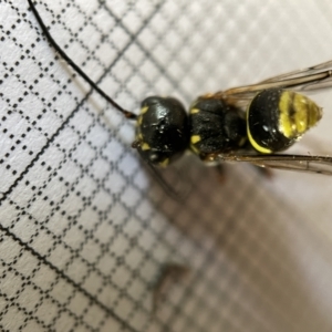 Taeniogonalos sp. (genus) at Fyshwick, ACT - 25 Mar 2023