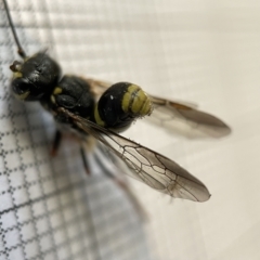 Taeniogonalos sp. (genus) at Fyshwick, ACT - 25 Mar 2023 02:03 PM