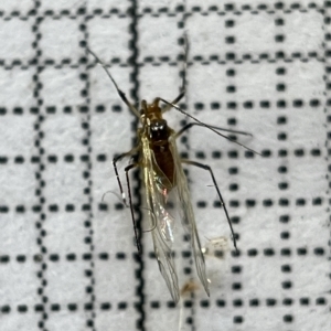 Aphididae (family) at Fyshwick, ACT - 25 Mar 2023 02:06 PM