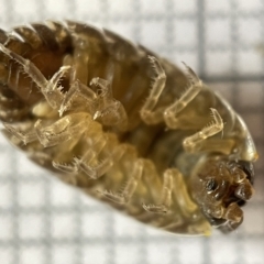 Porcellio scaber at Fyshwick, ACT - 25 Mar 2023