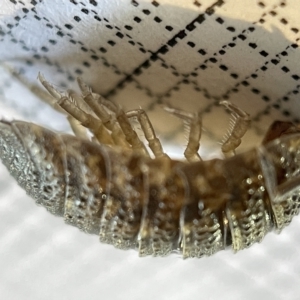 Porcellio scaber at Fyshwick, ACT - 25 Mar 2023