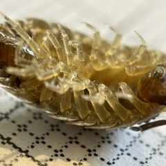 Porcellio scaber at Fyshwick, ACT - 25 Mar 2023