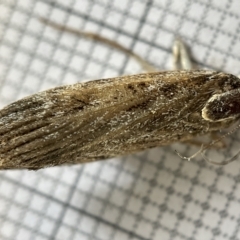 Cnaphalocrocis poeyalis at Fyshwick, ACT - 25 Mar 2023