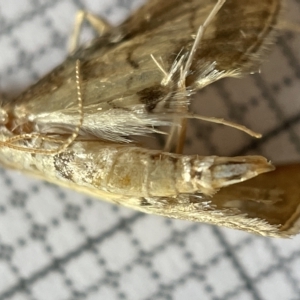 Cnaphalocrocis poeyalis at Fyshwick, ACT - 25 Mar 2023