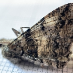 Gastrinodes argoplaca (Cryptic Bark Moth) at Jerrabomberra Wetlands - 25 Mar 2023 by Hejor1