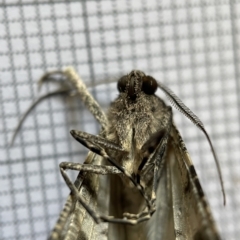 Gastrinodes argoplaca at Jerrabomberra Wetlands - 25 Mar 2023