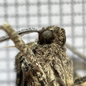 Gastrinodes argoplaca at Jerrabomberra Wetlands - 25 Mar 2023 02:13 PM