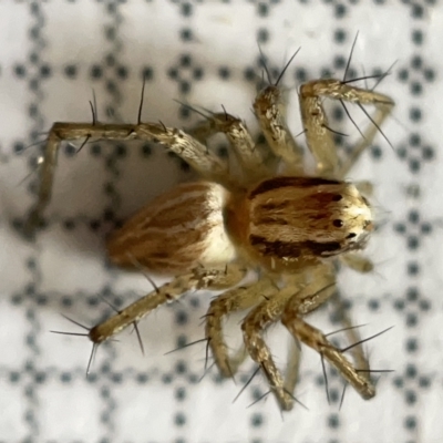 Oxyopes sp. (genus) (Lynx spider) at Jerrabomberra Wetlands - 25 Mar 2023 by Hejor1