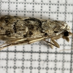 Asarta fuliginosa at Jerrabomberra Wetlands - 25 Mar 2023 by Hejor1