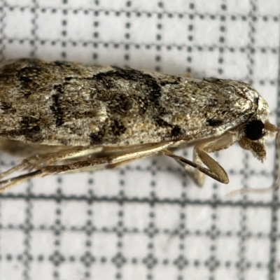 Asarta fuliginosa at Jerrabomberra Wetlands - 25 Mar 2023 by Hejor1