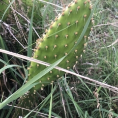 Opuntia puberula (Puberula Cactus) at Belconnen, ACT - 30 Mar 2023 by Dora