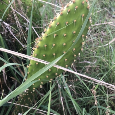 Opuntia puberula (Puberula Cactus) at Belconnen, ACT - 30 Mar 2023 by Dora