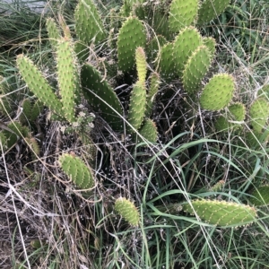 Opuntia puberula at Belconnen, ACT - 30 Mar 2023