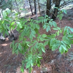 Fraxinus sp. (An Ash) at Isaacs, ACT - 28 Mar 2023 by Steve_Bok