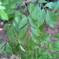 Fraxinus sp. at Isaacs, ACT - 28 Mar 2023