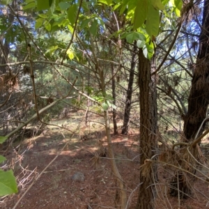 Fraxinus sp. at Isaacs, ACT - 28 Mar 2023