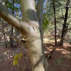 Fraxinus sp. at Isaacs, ACT - 28 Mar 2023