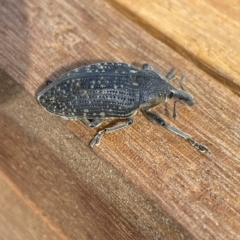 Larinus latus (Onopordum seed weevil) at Molonglo Valley, ACT - 30 Mar 2023 by SteveBorkowskis