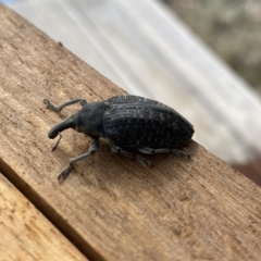 Larinus latus at Molonglo Valley, ACT - 30 Mar 2023