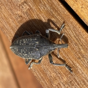 Larinus latus at Molonglo Valley, ACT - 30 Mar 2023