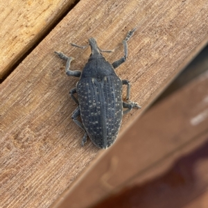 Larinus latus at Molonglo Valley, ACT - 30 Mar 2023