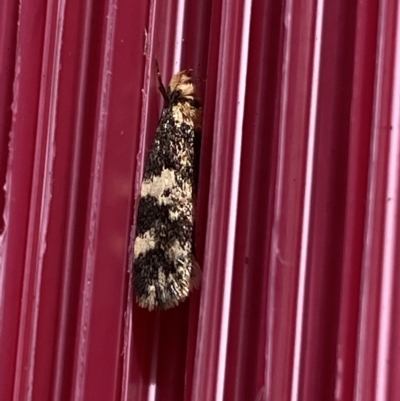 Sphyrelata amotella (A Concealer moth) at Molonglo Valley, ACT - 30 Mar 2023 by SteveBorkowskis