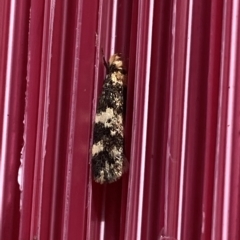 Sphyrelata amotella at Molonglo Valley, ACT - 30 Mar 2023