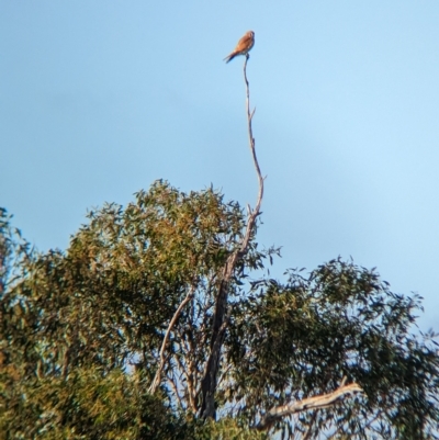 Falco cenchroides (Nankeen Kestrel) at Gelston Park, NSW - 30 Mar 2023 by Darcy