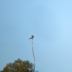Falco cenchroides at Gelston Park, NSW - 30 Mar 2023