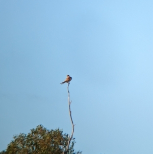 Falco cenchroides at Gelston Park, NSW - 30 Mar 2023