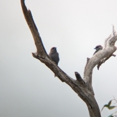 Artamus cyanopterus cyanopterus (Dusky Woodswallow) at Gelston Park, NSW - 30 Mar 2023 by Darcy