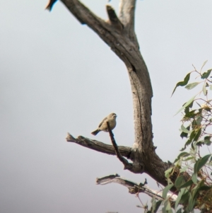 Aphelocephala leucopsis at Gelston Park, NSW - 30 Mar 2023