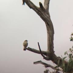 Aphelocephala leucopsis at Gelston Park, NSW - 30 Mar 2023