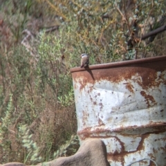 Stagonopleura guttata (Diamond Firetail) at Gelston Park, NSW - 30 Mar 2023 by Darcy