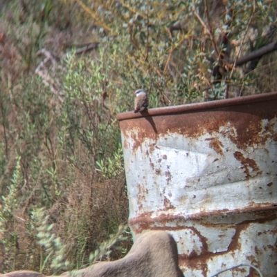 Stagonopleura guttata (Diamond Firetail) at Gelston Park, NSW - 30 Mar 2023 by Darcy