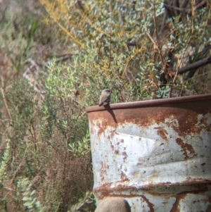 Stagonopleura guttata at Gelston Park, NSW - 30 Mar 2023