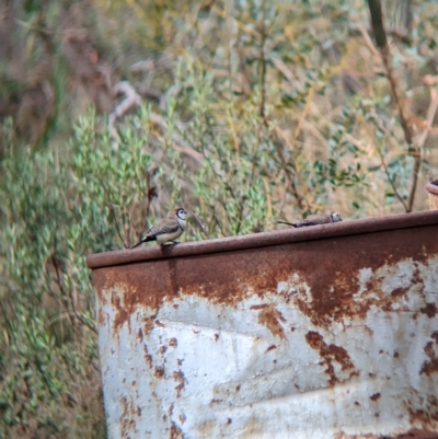 Stizoptera bichenovii (Double-barred Finch) at Gelston Park, NSW - 30 Mar 2023 by Darcy