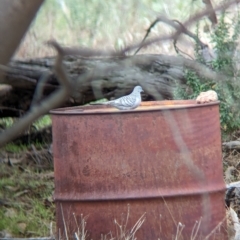 Geopelia placida (Peaceful Dove) at Gelston Park, NSW - 30 Mar 2023 by Darcy