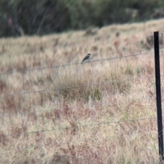 Microeca fascinans (Jacky Winter) at Gelston Park, NSW - 30 Mar 2023 by Darcy