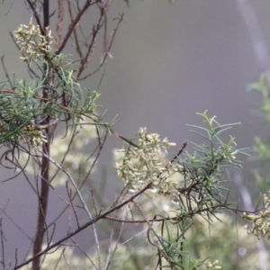 Cassinia quinquefaria at Greenway, ACT - 27 Mar 2023