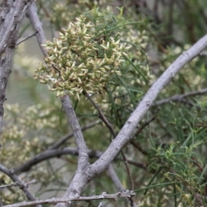 Cassinia quinquefaria at Greenway, ACT - 27 Mar 2023