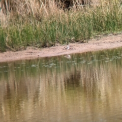 Thinornis melanops (Black-fronted Dotterel) at Gelston Park, NSW - 30 Mar 2023 by Darcy