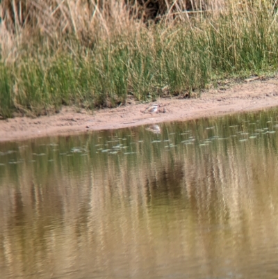 Thinornis melanops (Black-fronted Dotterel) at Gelston Park, NSW - 30 Mar 2023 by Darcy