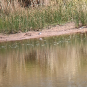 Charadrius melanops at Gelston Park, NSW - 30 Mar 2023